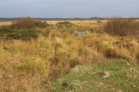 Dowrog Common Nature Reserve